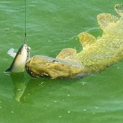 Gator Catfish 35 CM -Kleinmateriaal Verkoopwinkel 09bbbf8d0e73451dadab6dc284f7ab9c